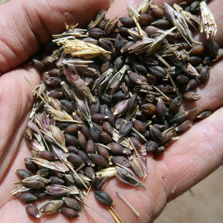 Tibetan Purple Barley