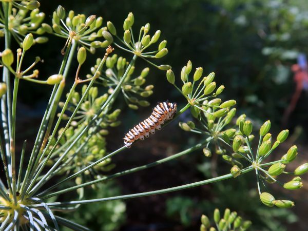 Dill, Mammoth (Anethum graveolens), with larva of Black Swallowtail (Papilio polyxenes)