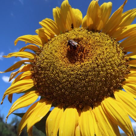 Sunflower, Giant