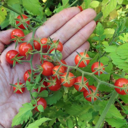 Wild Chiapas Cherry Tomato